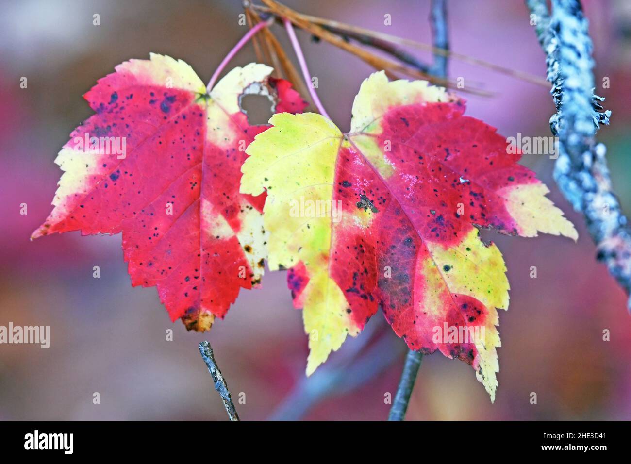 Feuilles d'érable encore sur leur branche en couleurs d'automne, en Amérique du Nord Banque D'Images