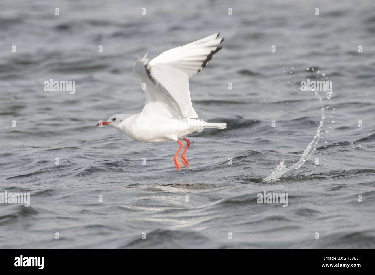 Un goéland à tête noire (Chericocephalus ridibundus) avec un plumage hivernal qui s'envolte du Nil près d'Assouan, en Égypte. Banque D'Images