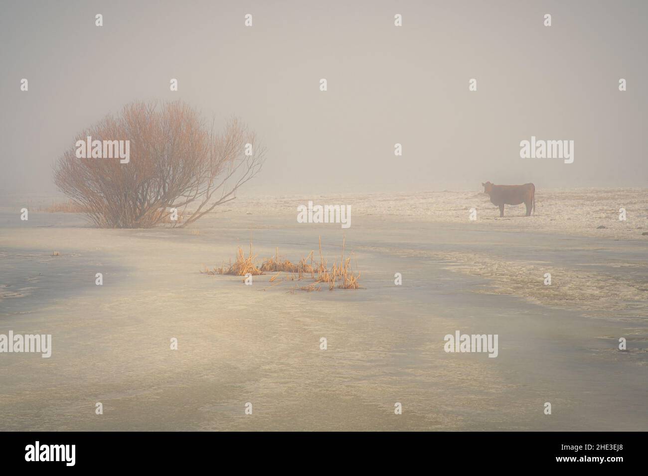 Scène idyllique d'hiver avec une vache de prêt et des saules à côté d'un gel de lavage dans le brouillard.Photographié sur un grand ranch dans le comté de Lassen, Californie, États-Unis. Banque D'Images