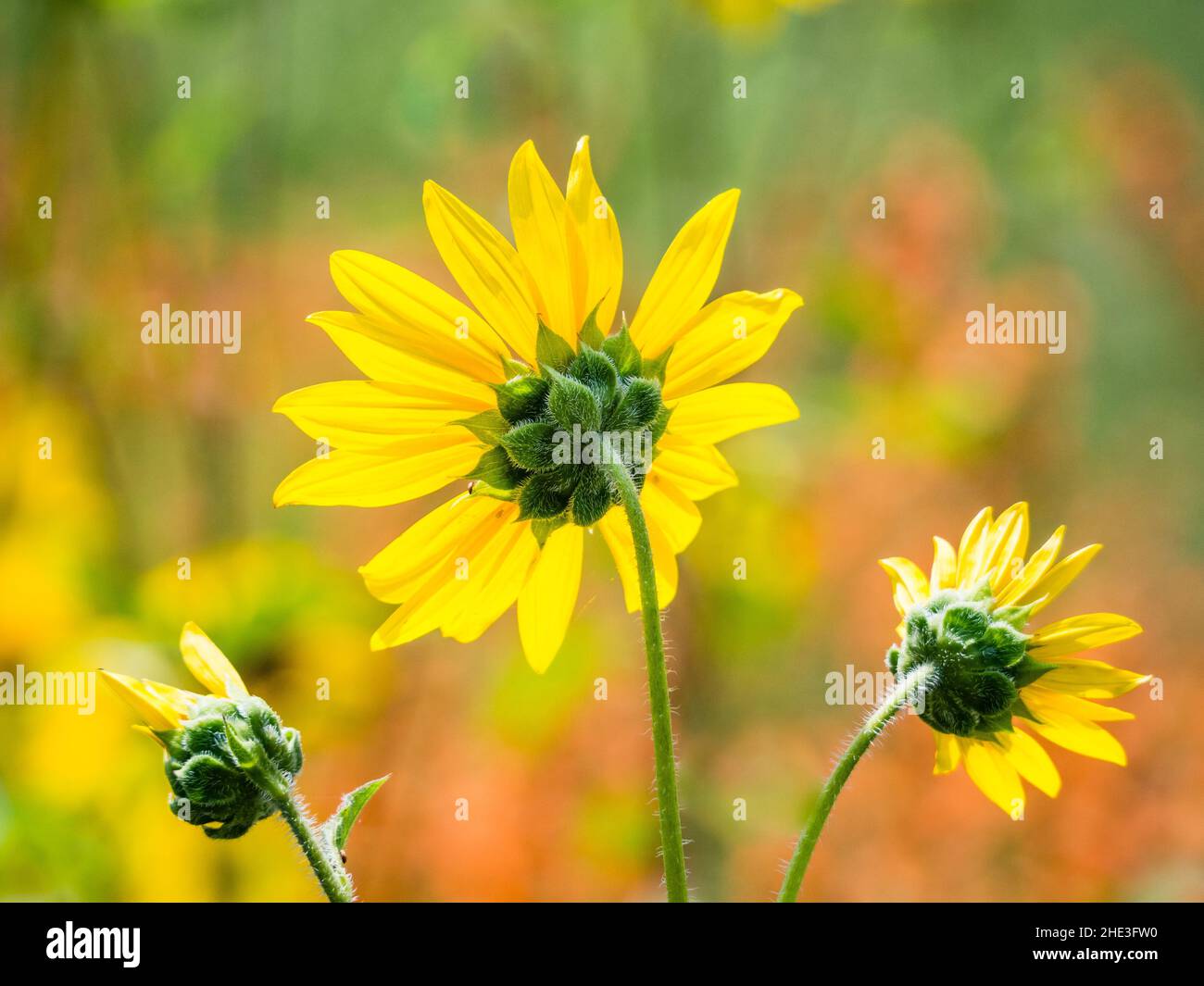 Vue rapprochée de l'arrière des fleurs de tournesol brillantes le long de la route 3 du service forestier entre le lac supérieur Mary et le lac Mormon, dans la forêt nationale de Coconino, en Arizona Banque D'Images