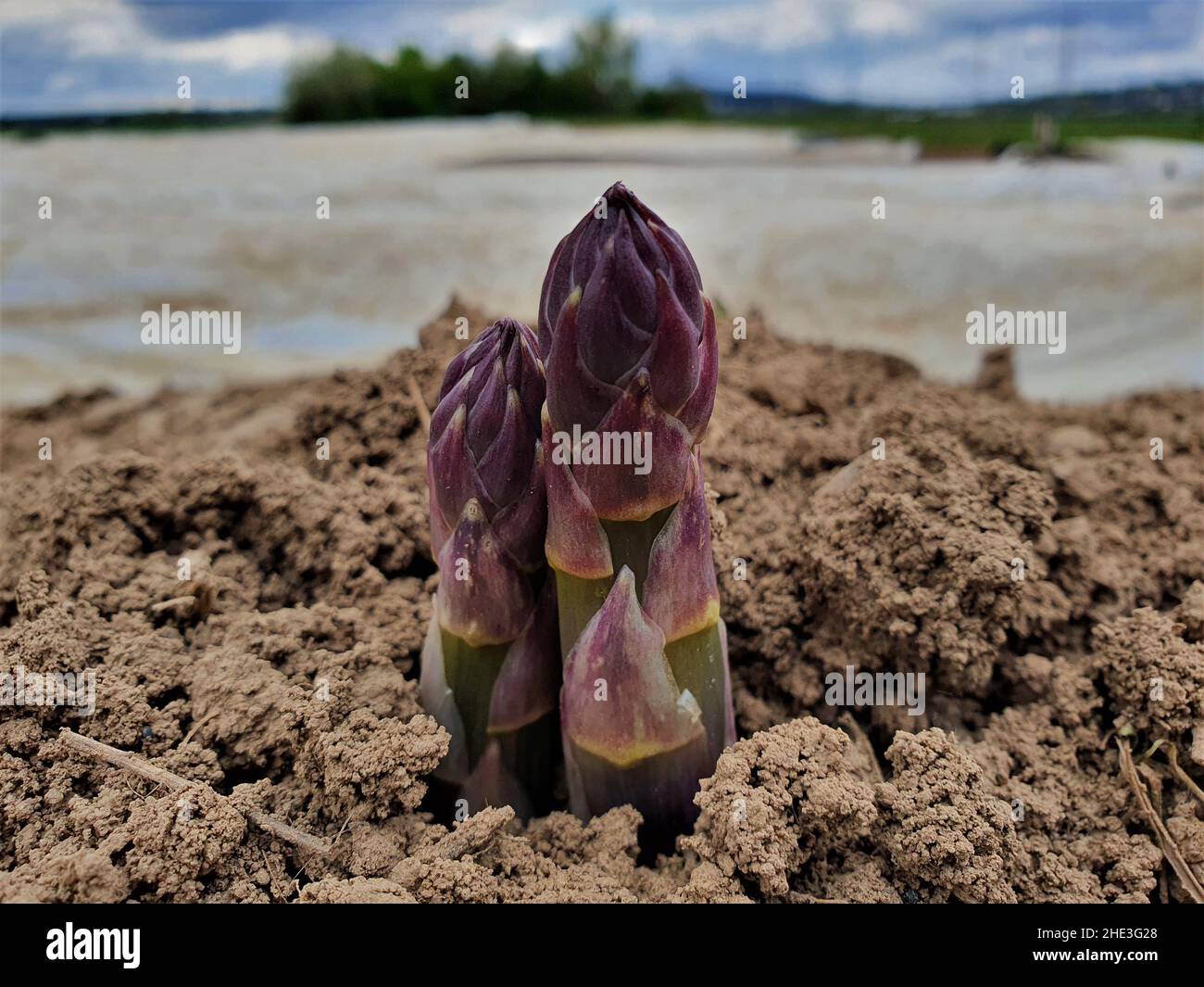 Bouts d'asperges violet vert sur le terrain Banque D'Images