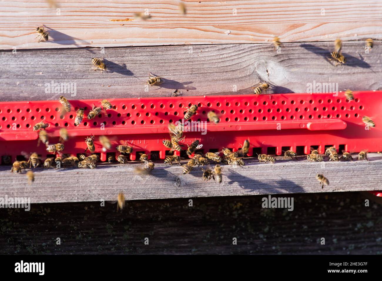 Les abeilles actives travaillent dur pour produire du miel frais et biologique dans leur ruche en Autriche Banque D'Images