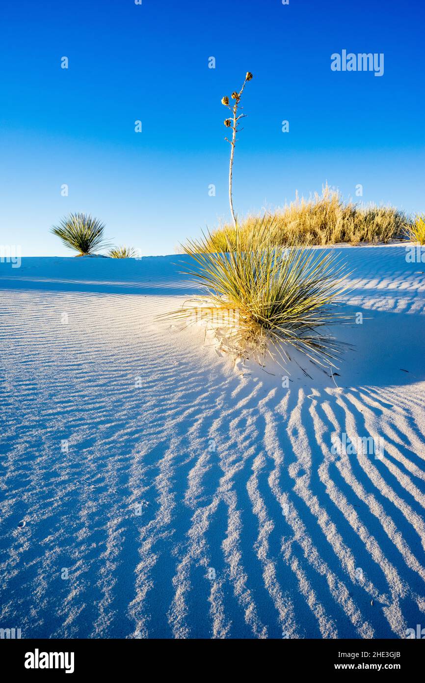 Ripples dans les dunes de sable blanc avec yucca et plantes dorées sous ciel bleu dans White Sands National Monument Nouveau-Mexique Banque D'Images