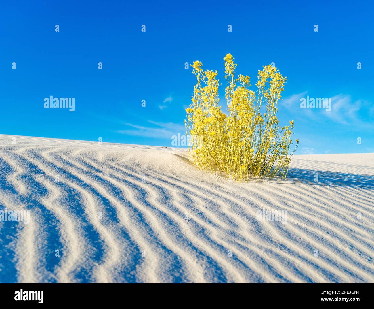 Buisson d'or contre ciel bleu sur sable blanc ondulé dans White Sands National Monument Nouveau-Mexique Banque D'Images