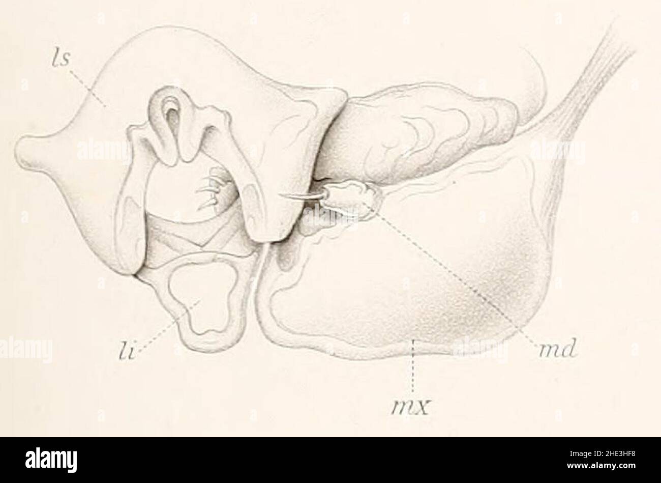 Résultats des campings scientifiques complies sur son yacht par Albert Ier - Fascicule XII (1898) planche 10 fig. 5. Banque D'Images