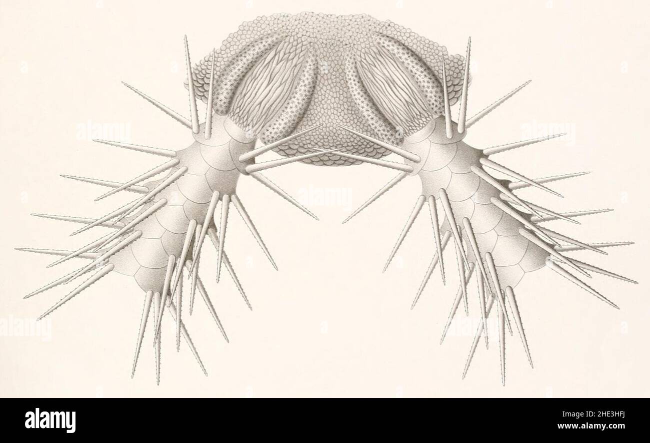 Résultats des campings scientifiques complies sur son yacht par Albert Ier - Fascicule XII (1898) planche 8 fig. 37. Banque D'Images