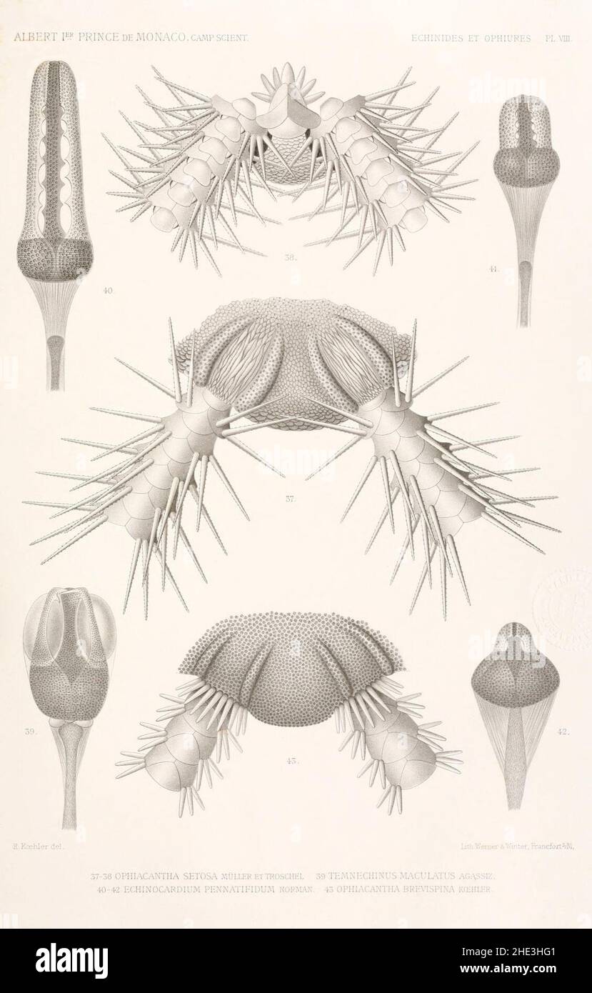 Résultats des campings scientifiques complices sur son yacht par Albert Ier - Fascicule XII (1898) planche 8. Banque D'Images