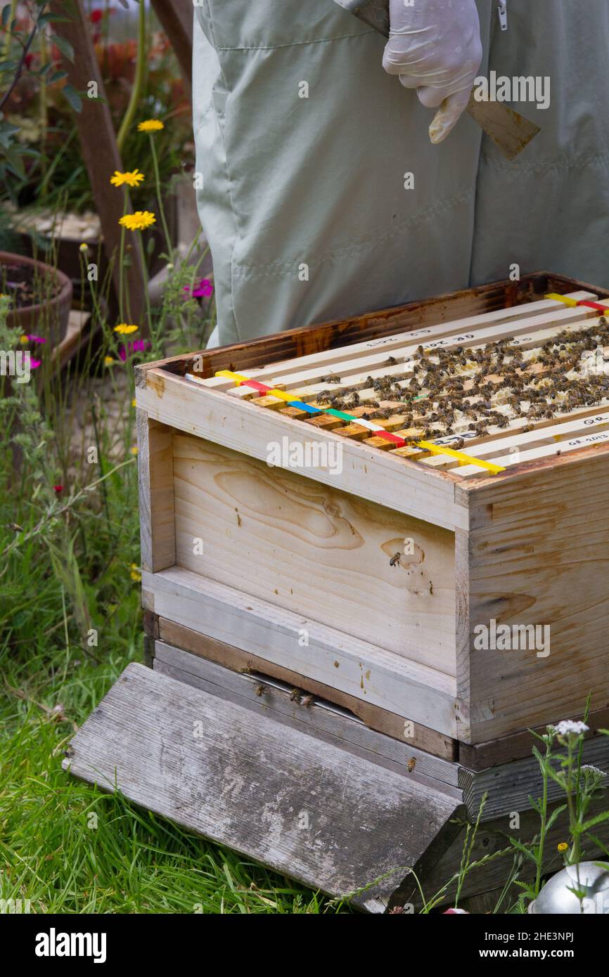 Un apiculteur examinant un cadre de ruche avec des peignes et de nombreuses abeilles. Banque D'Images