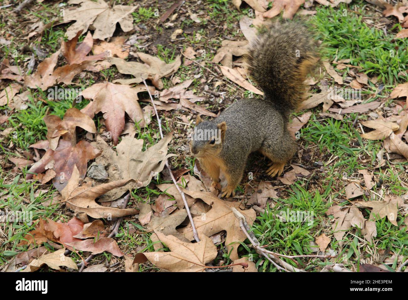 Ecureuil en surpoids dans le parc communautaire de la Habra Banque D'Images