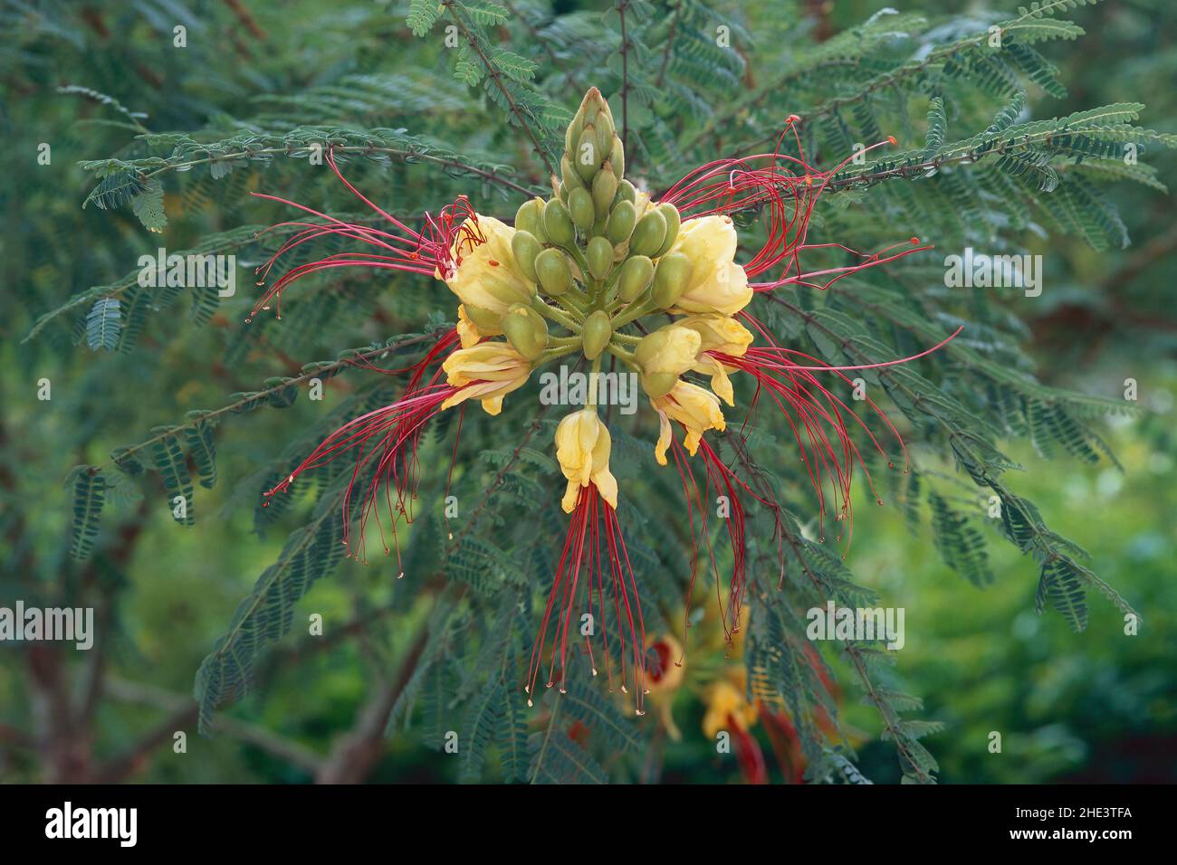 Oiseau de paradis, inflorescèce, feuilles et fruits, Caesalpinia gilliesii, Fabaceae Banque D'Images