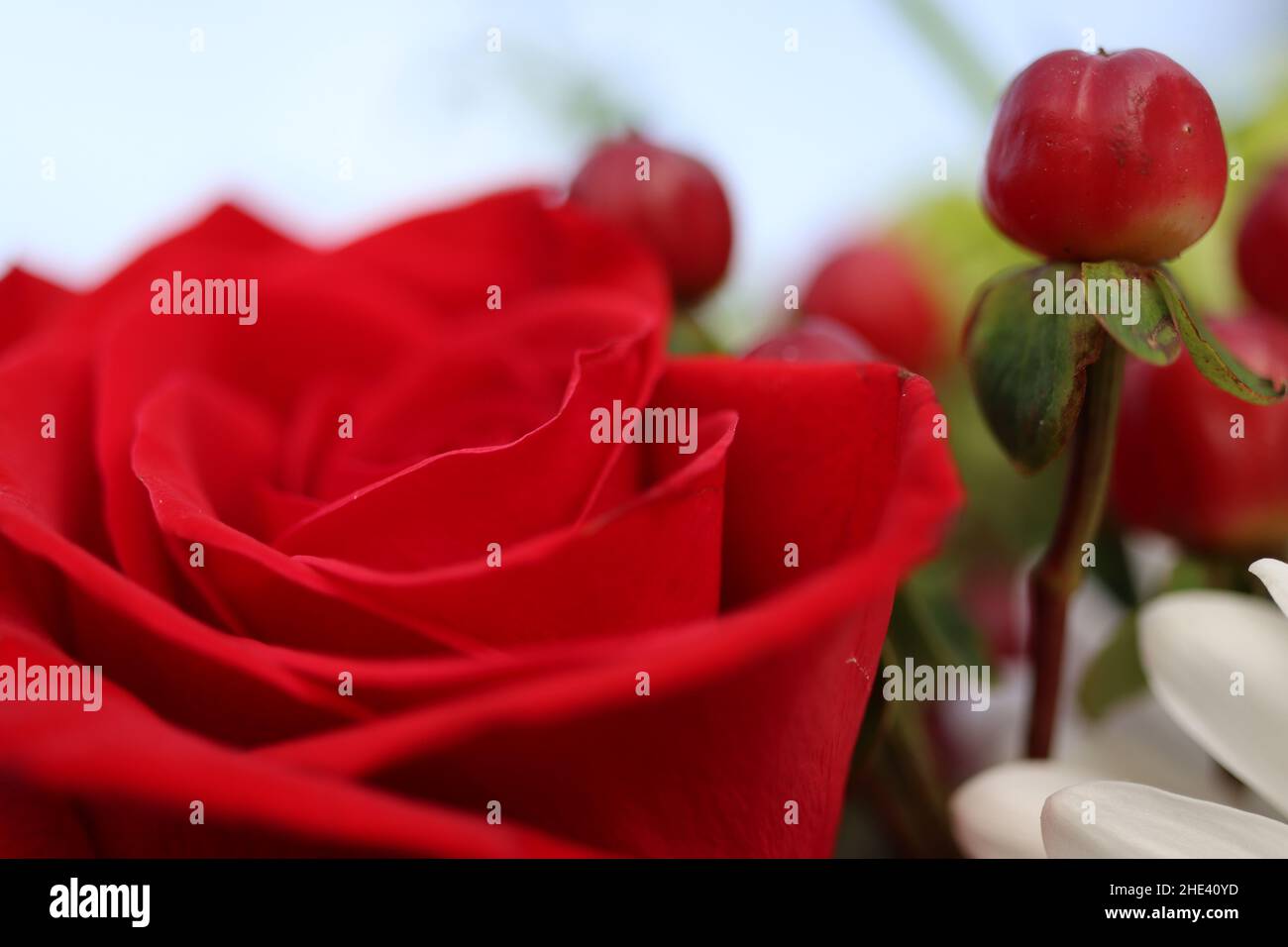 Gros plan d'une rose rouge et de baies rouges Banque D'Images