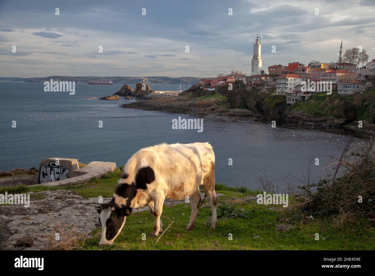 Vue sur une vache et le phare de Rumeli, Istanbul Banque D'Images
