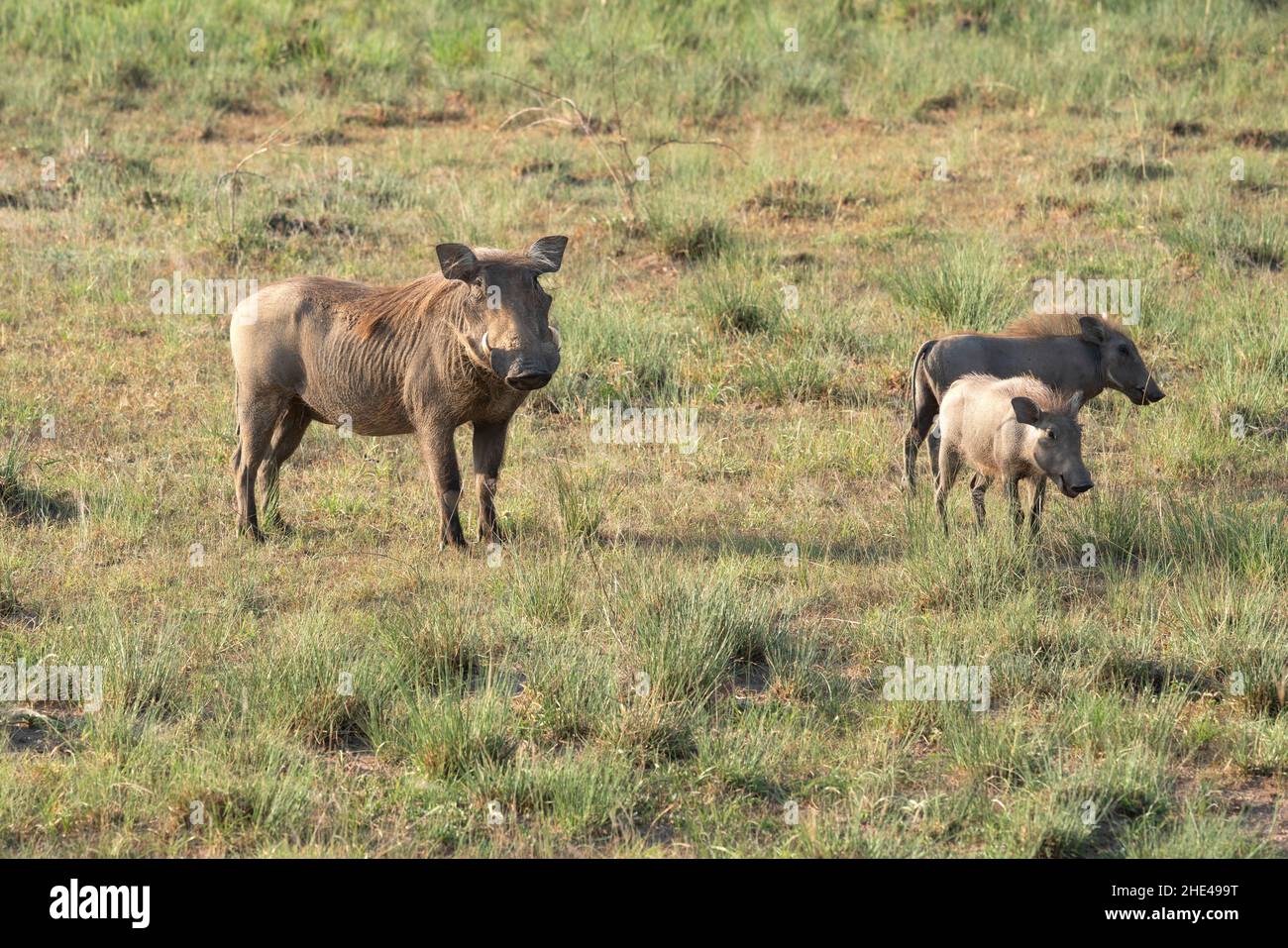 Warthog africaine et sangliers dans le parc national de Murchison Falls, en Ouganda Banque D'Images Warthog africaine et sangliers dans le parc national de Murchison Falls, en Ouganda Banque D'Images