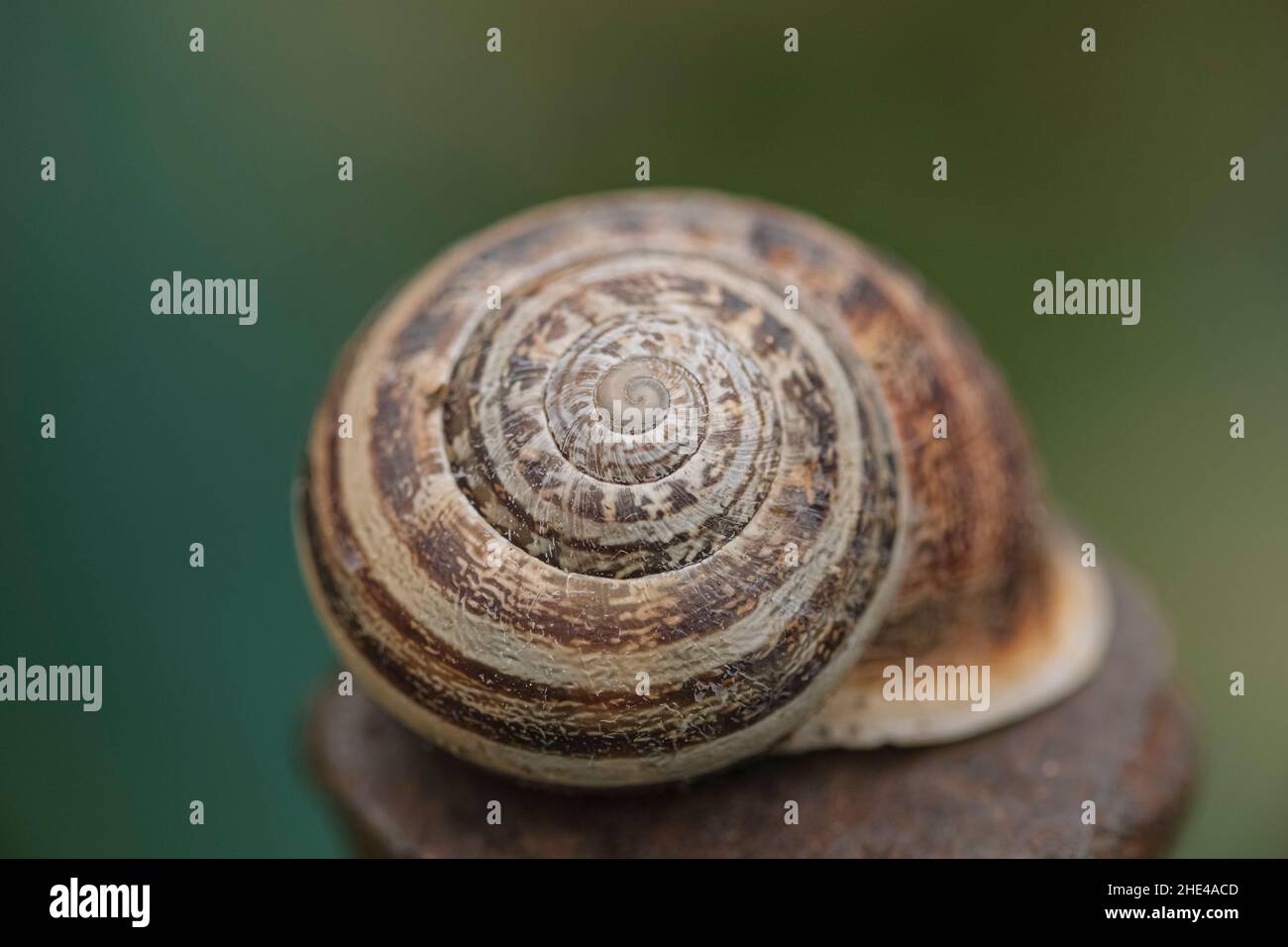 Helix escargot gros vers le haut, section dorée spriral géométrie des détails de coque, la science animale dans la nature Banque D'Images