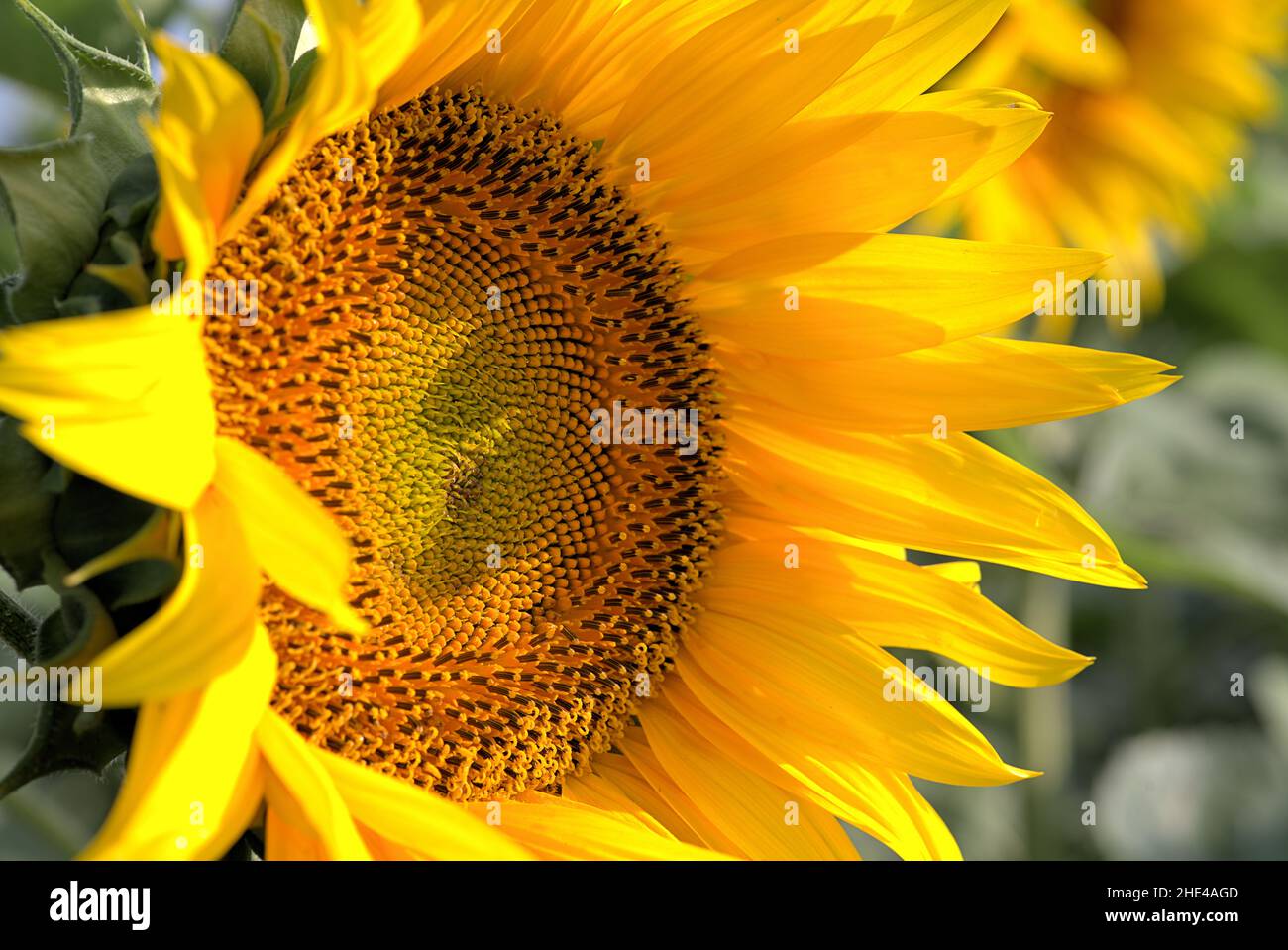 Vue rapprochée sur le tournesol par temps ensoleillé Banque D'Images