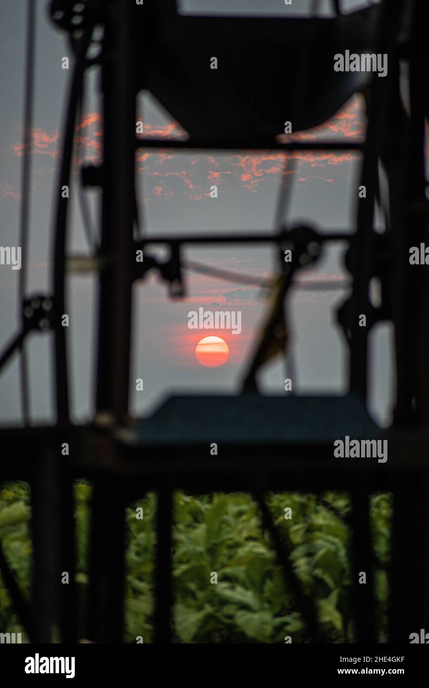 Plan vertical d'un champ de tabac à travers les constructions au coucher du soleil dans l'est de la Caroline du Nord Banque D'Images