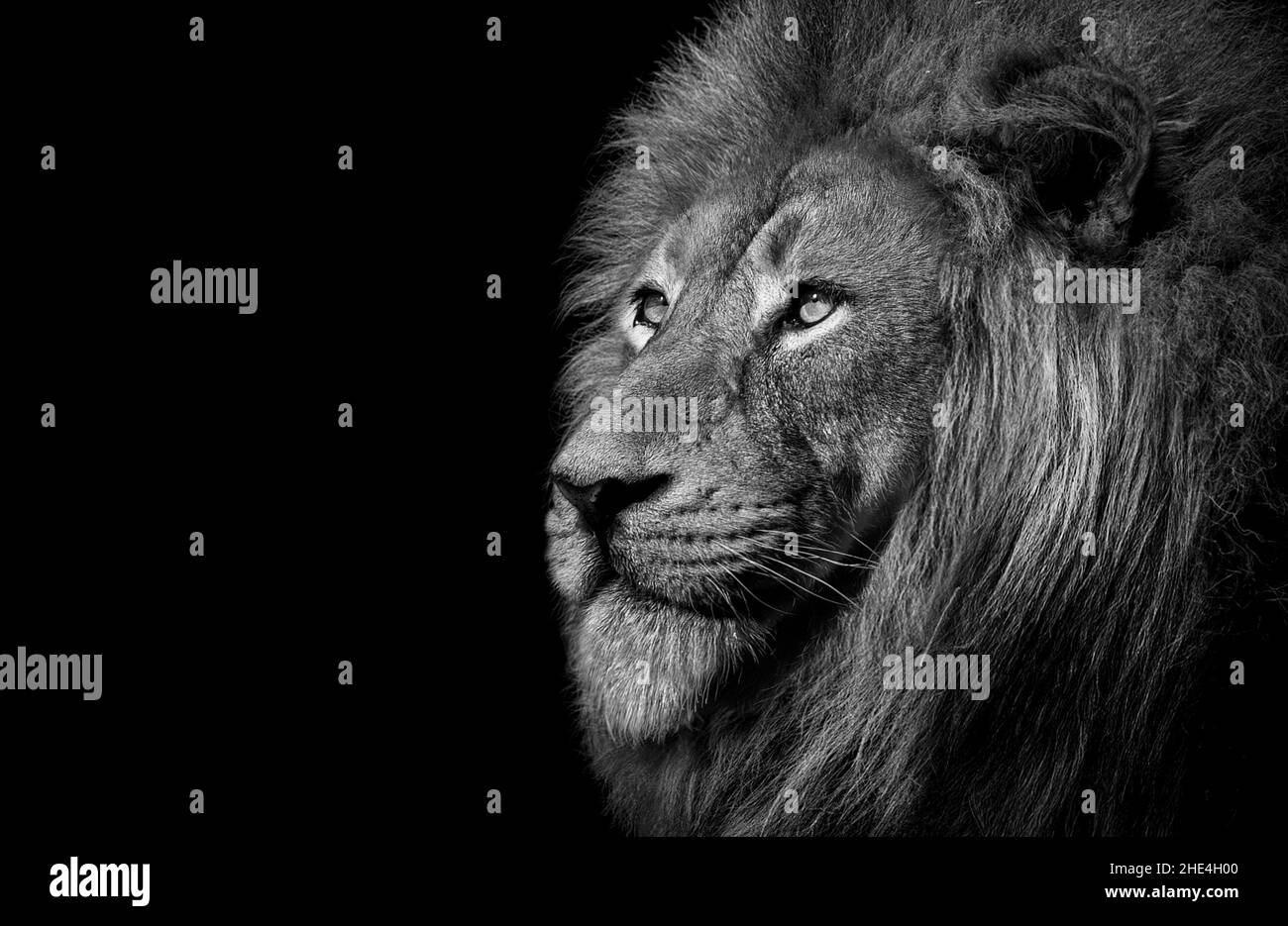 Lion , roi isolé , Portrait animal sauvage Banque D'Images