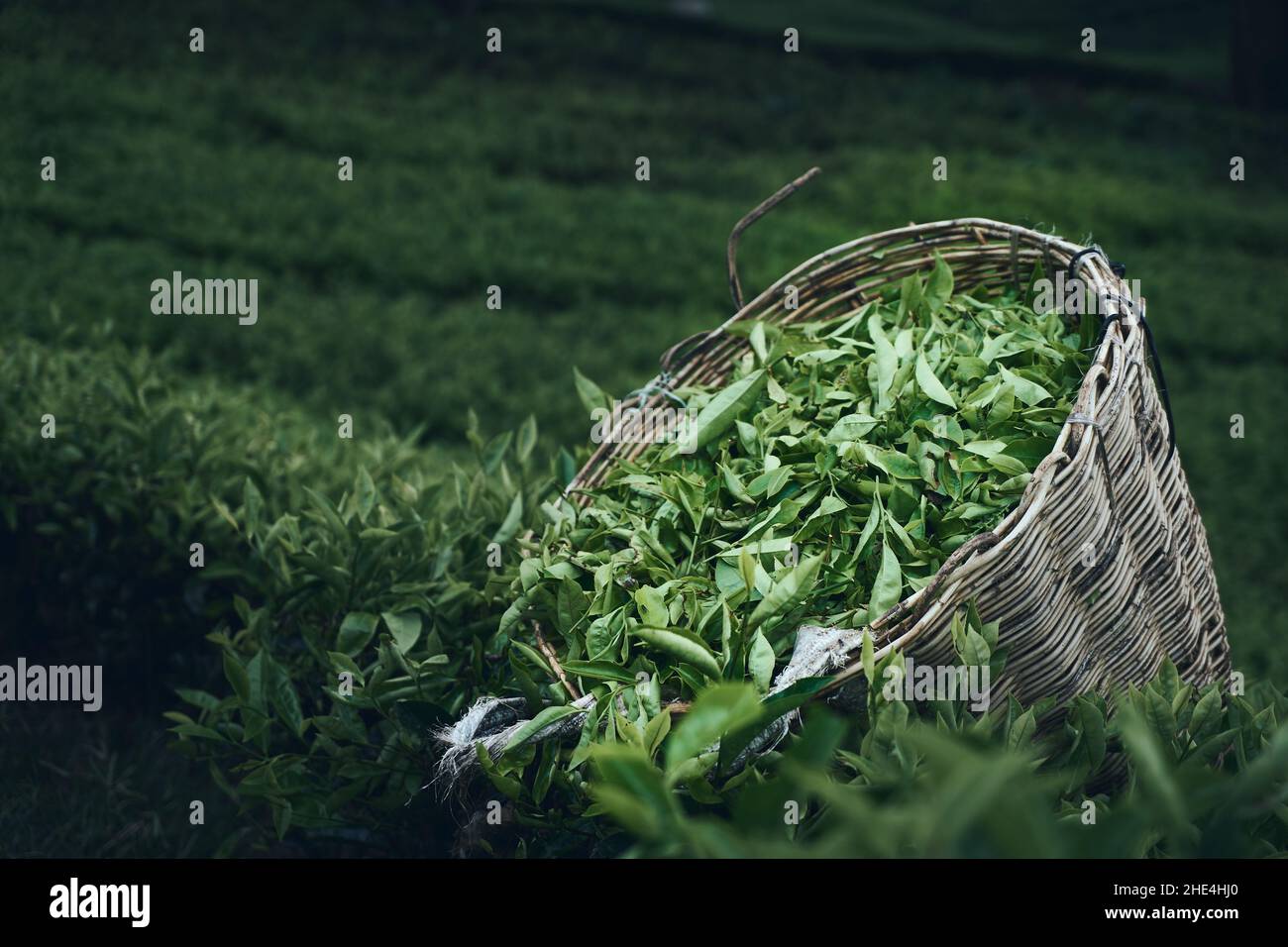 Gros plan de feuilles de café vertes dans un panier dans le champ Banque D'Images