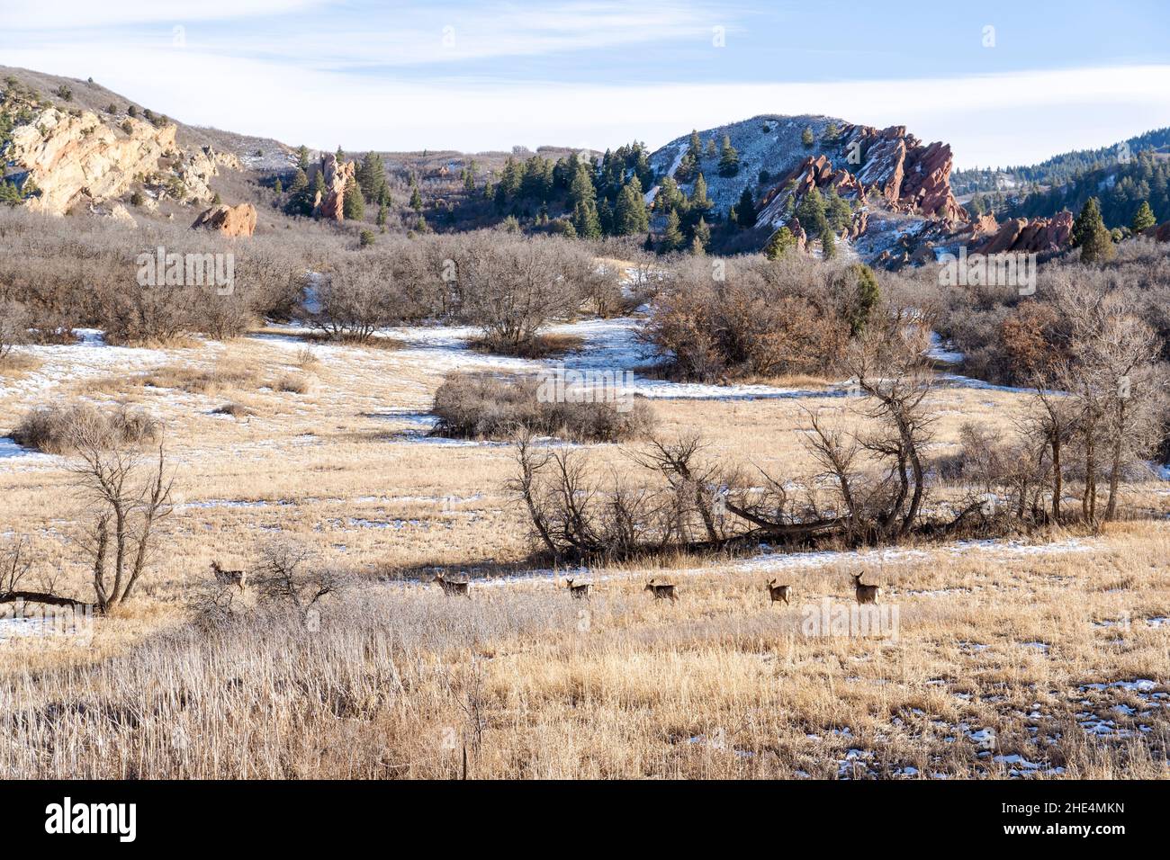 Le troupeau de Mule Deer dans le champ Banque D'Images