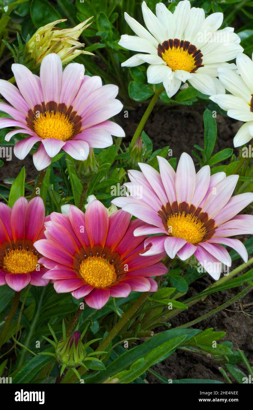 Belle de l'Afrique du Sud fleurs colorées Gazania en fleurs dans le jardin Banque D'Images