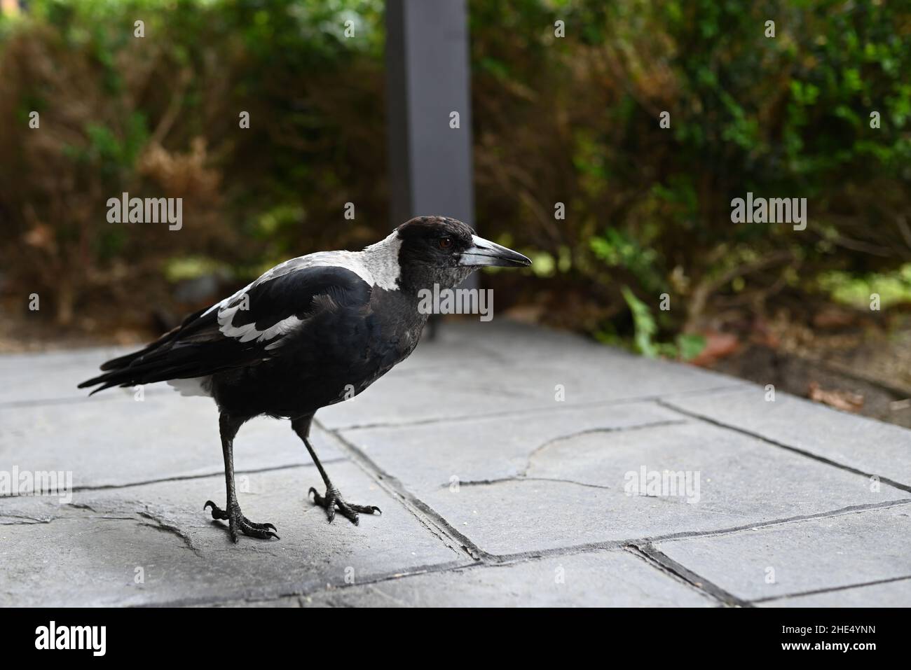 Vue latérale d'un magpie australien, debout dans une zone pavée sous une véranda, avec une haie vert foncé en arrière-plan Banque D'Images