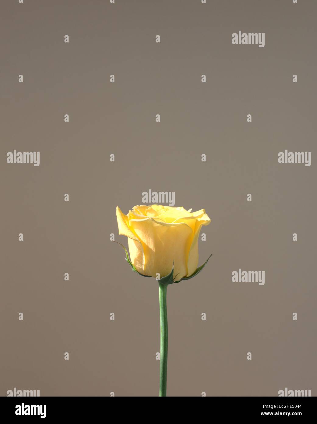 Botanique de fleur rose jaune naturel avec belle longue tige contre la lumière du soleil goutte et neutre pastel gris abstrait fond.Photographie biologique. Banque D'Images