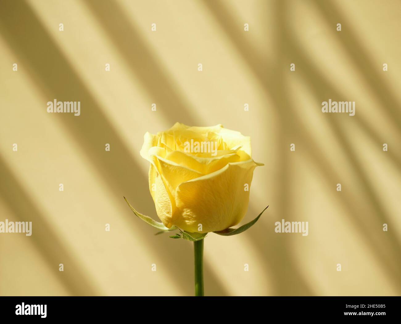 Fleur rose jaune naturelle botanique contre la lumière du soleil ombre portée fenêtre et neutre pastel gris, beige résumé fond.Photographie biologique. Banque D'Images