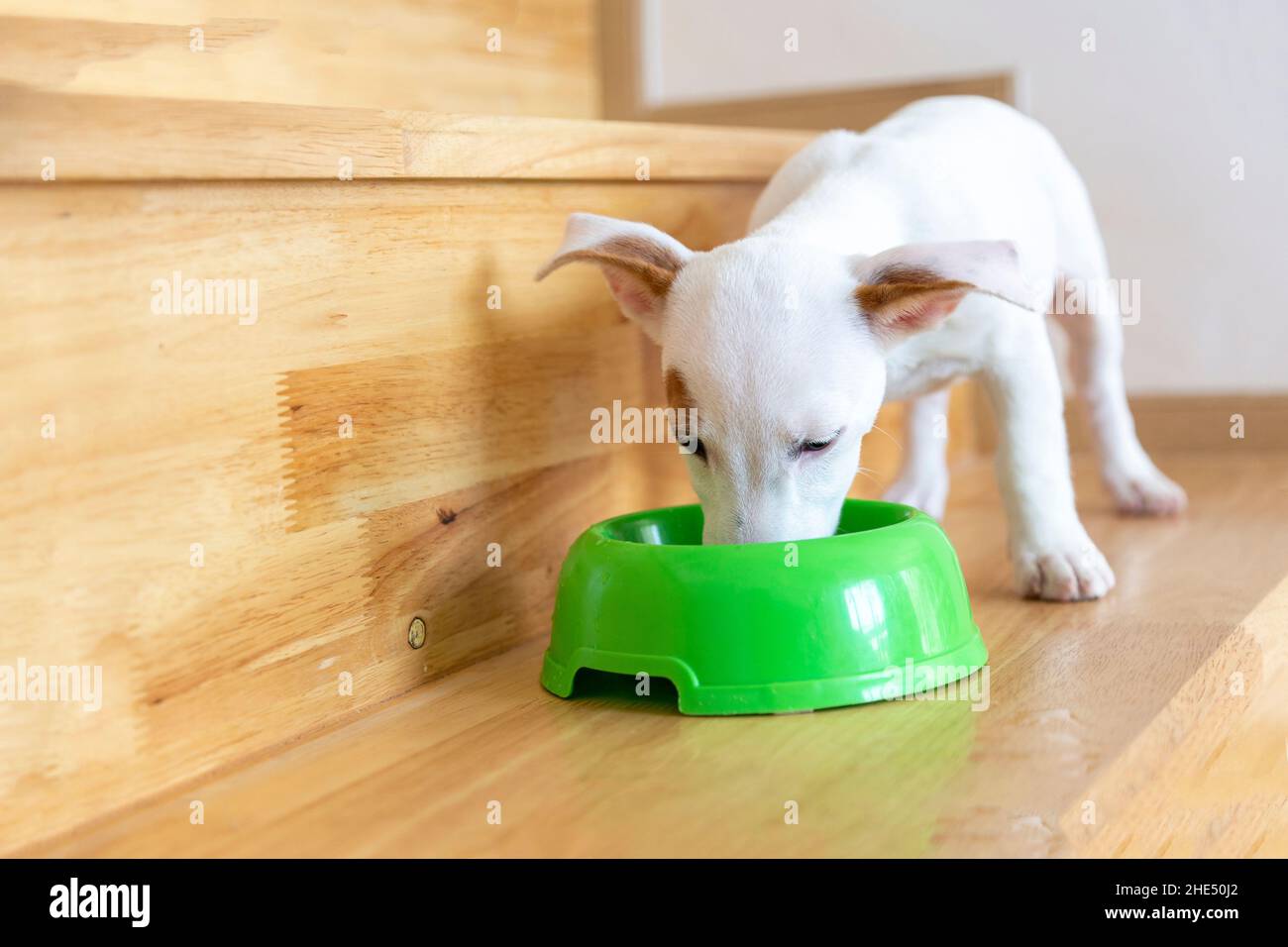 alimentation de nourriture de chien sur bol de chien sur le sol en bois dans le concept d'amoureux d'animal de compagnie Banque D'Images