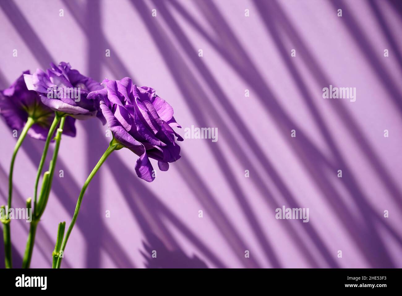 Fond violet de fleurs avec espace.Eustoma, lisianthus ou gentiane de prairie contre le violet clair avec ombre portée sur la texture abstraite de mur. Banque D'Images