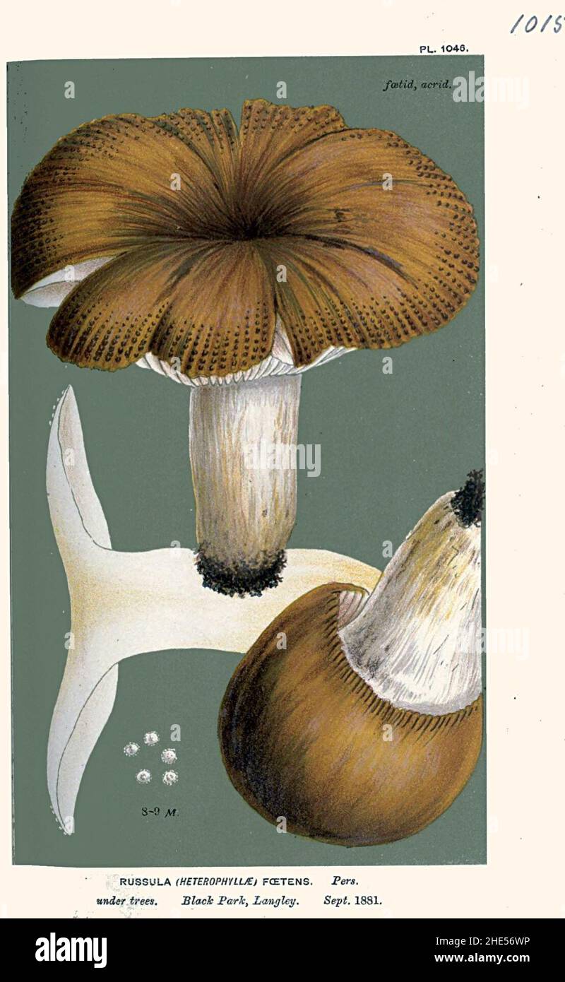 Russula foetens. Banque D'Images