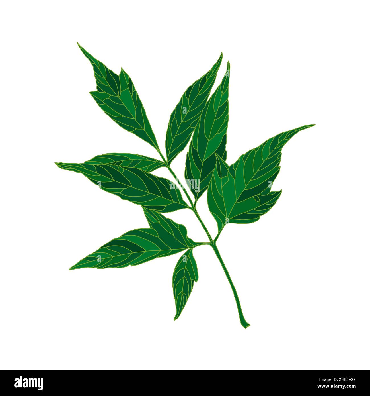 Silhouette verte feuille d'érable à feuilles de frêne isolée sur fond blanc.Élément de conception pour la décoration. Illustration de Vecteur