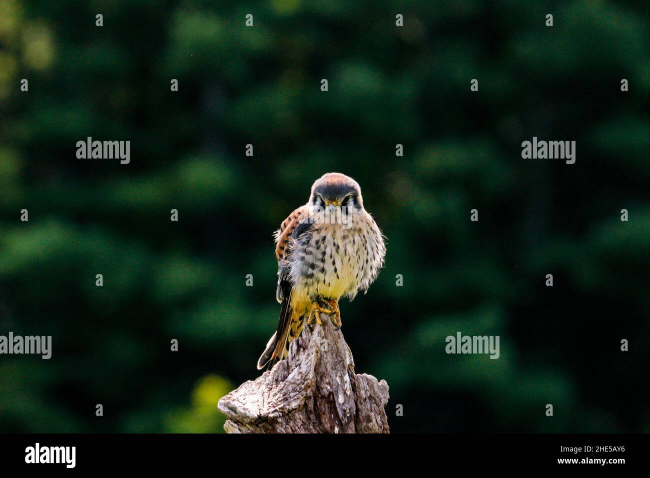 Photo statique de Kestrel américain, nom latin Falco sparverius. C'est le plus petit falcon en Amérique du Nord. Banque D'Images