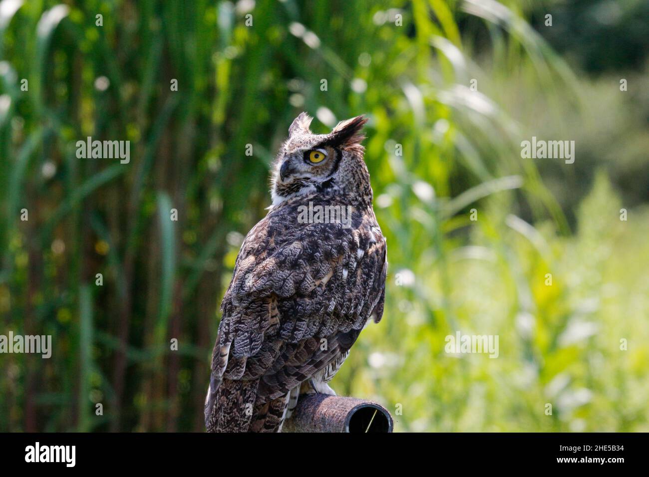 Photo de Wildlief de la grande chouette des cornes Banque D'Images