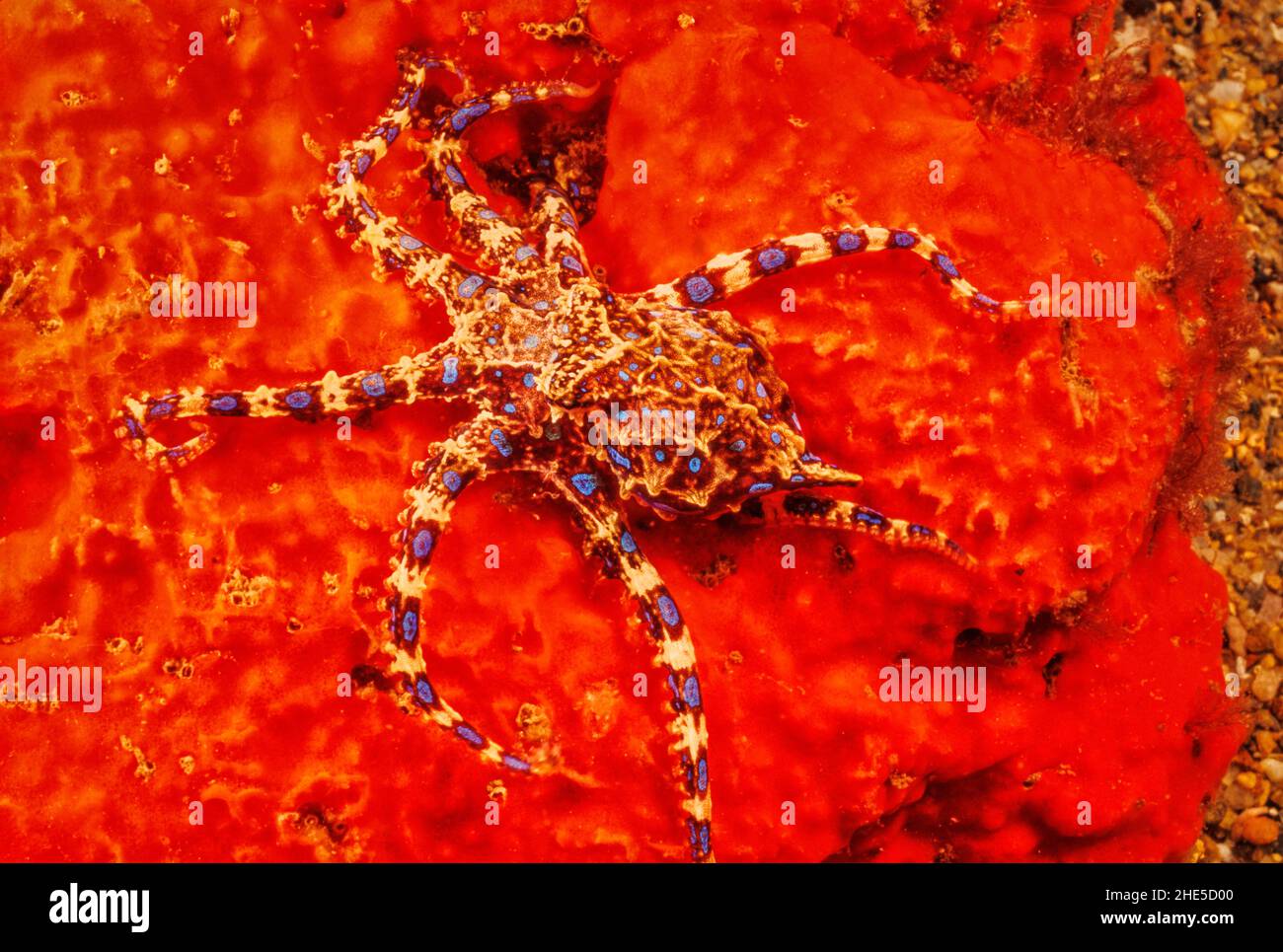 L'Octopus de l'anneau bleu du Sud, Hapalochlaena maculosa, est le plus venimeux de tous les poulpes et a une durée de vie d'environ 1 1/2 ans. Australie méridionale Banque D'Images