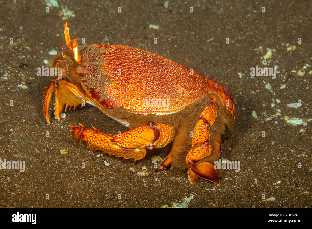 Le Crabe Ranina ranina, Kona, est dans la famille crabe grenouille et sont appelé 'spanner crabes'. Dans la région de New York et ailleurs dans le monde ils sont commer Banque D'Images