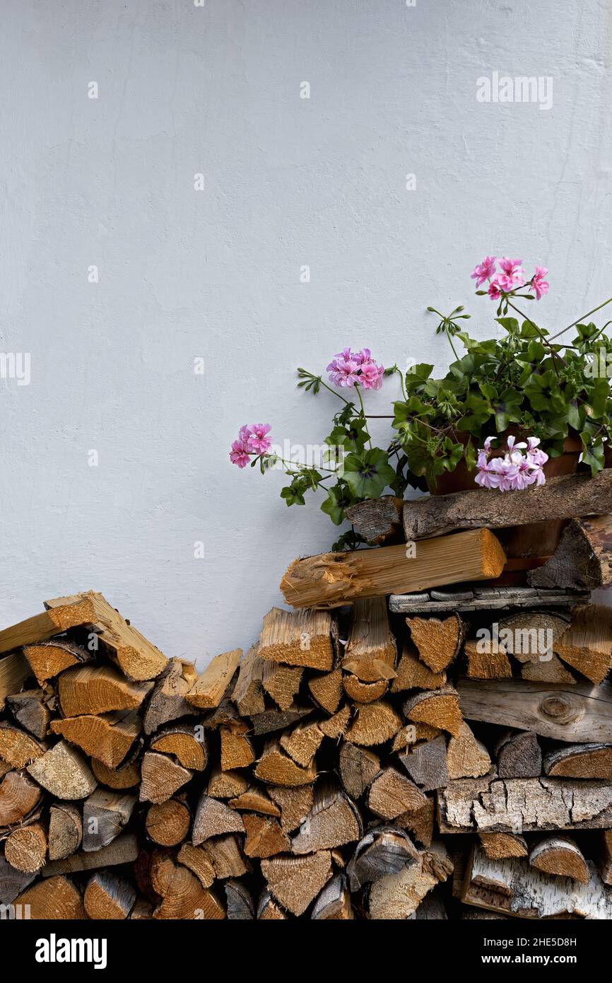 bois de chauffage empilé sur un mur blanc avec un géranium à fleur rose Banque D'Images