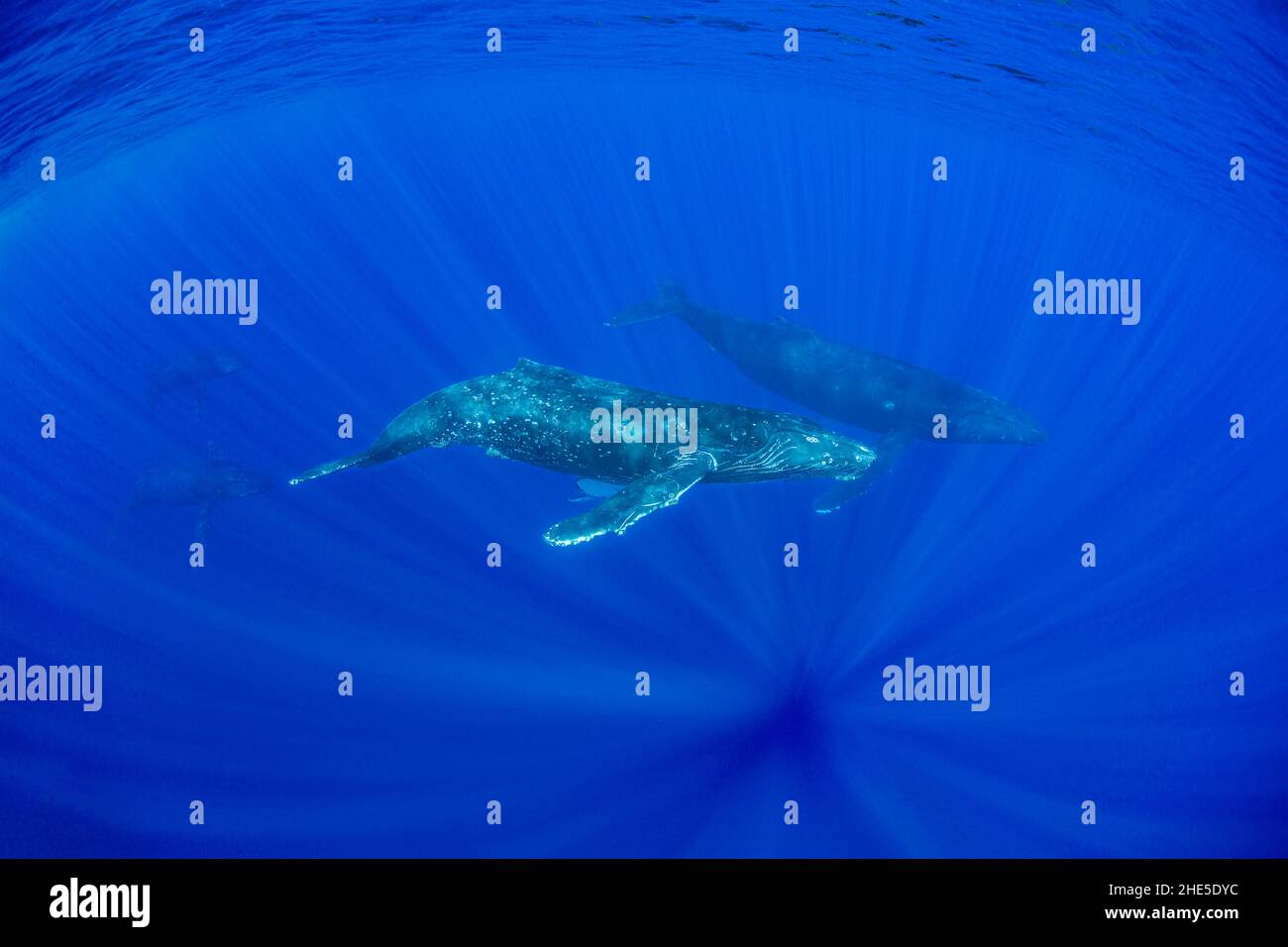 Les baleines à bosse, Megaptera novaeangliae, nagent à travers les rayons du soleil sous l'eau, Hawaï. Banque D'Images