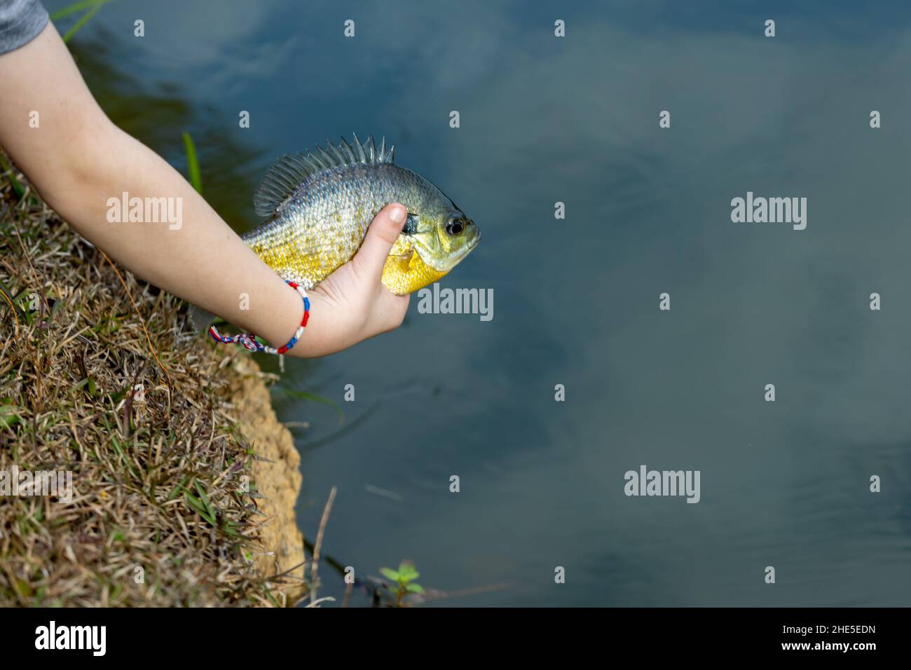 Jeune garçon libérant du poisson bleu dans l'étang Banque D'Images