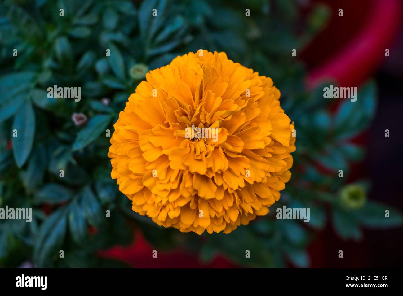 photographie abstraite de fleurs marigold Banque D'Images
