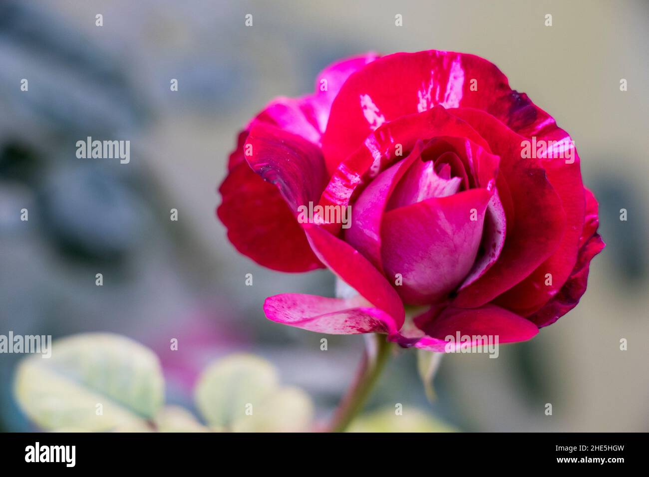 image de la fleur de rose de dabra abrade Banque D'Images