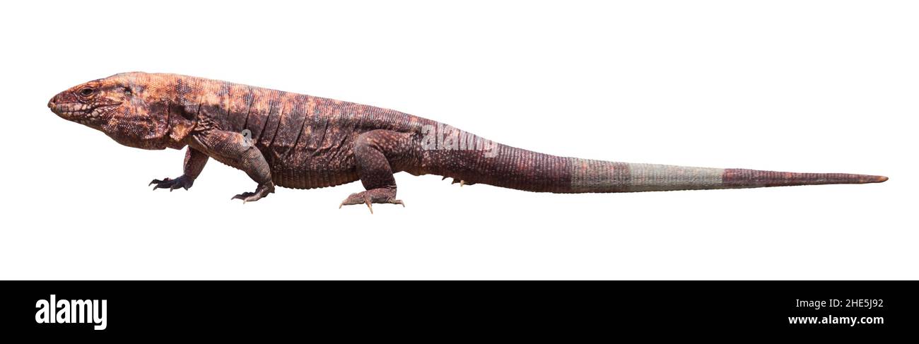 Tegu rouge argentin isolé Banque D'Images