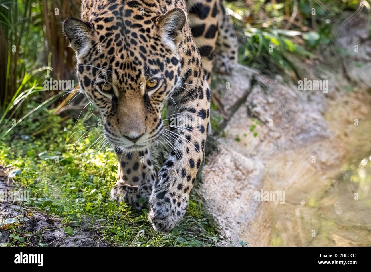 À l'approche de jaguar (Panthera onca), un prédateur à la pointe des Amériques, au zoo et jardins de Jacksonville, en Floride.(ÉTATS-UNIS) Banque D'Images