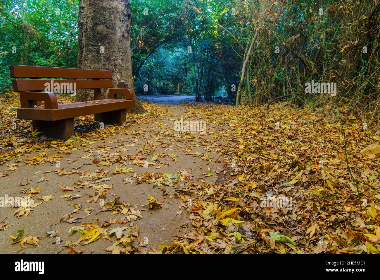 Vue sur un sentier sous les arbres, avec banc et feuillage, dans la réserve naturelle de tel Dan, dans le nord d'Israël Banque D'Images