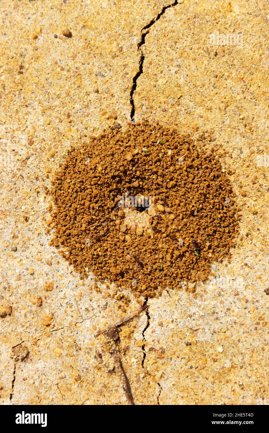 Les fourmis de terre ont construit un anthill sous une dalle de béton, les insectes ont utilisé une fissure dans le béton Banque D'Images