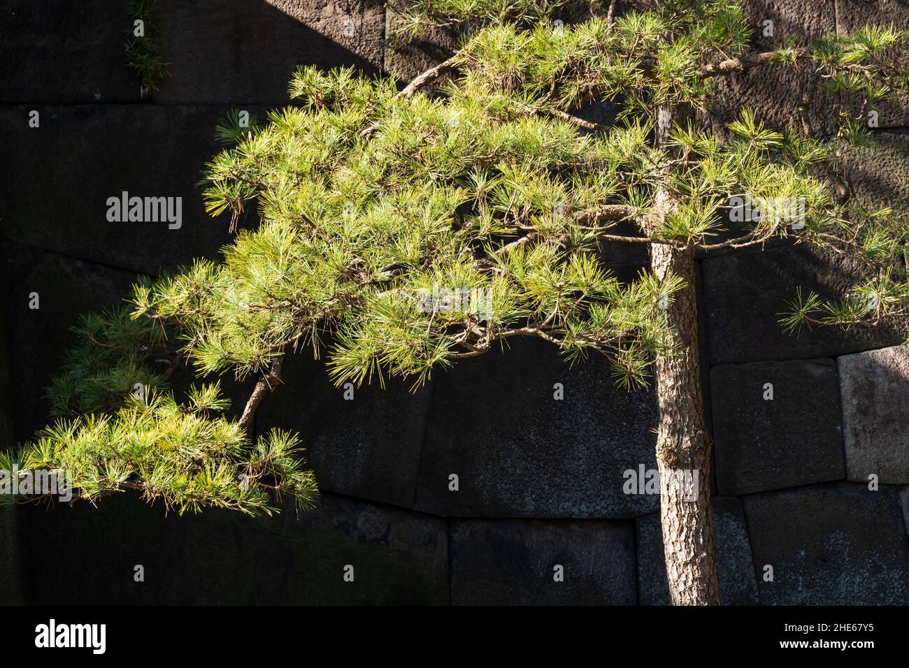 Un pin japonais au soleil Banque D'Images
