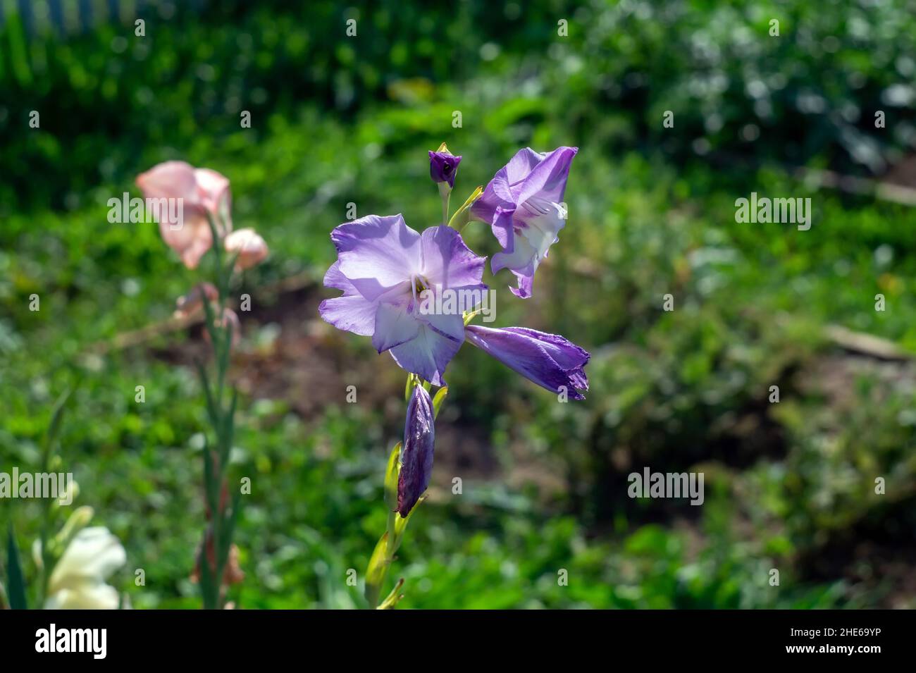 iris dans le jardin dans le lit de fleurs, à la fin de l'été Banque D'Images