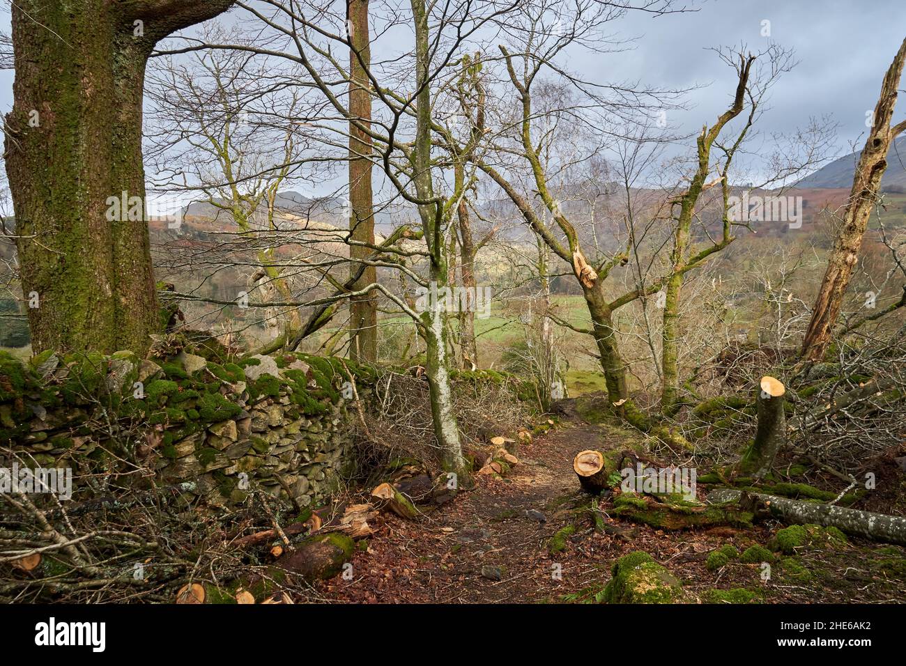 Dommages causés aux arbres par Storm Arwen, Cumbria, Angleterre, Royaume-Uni Banque D'Images