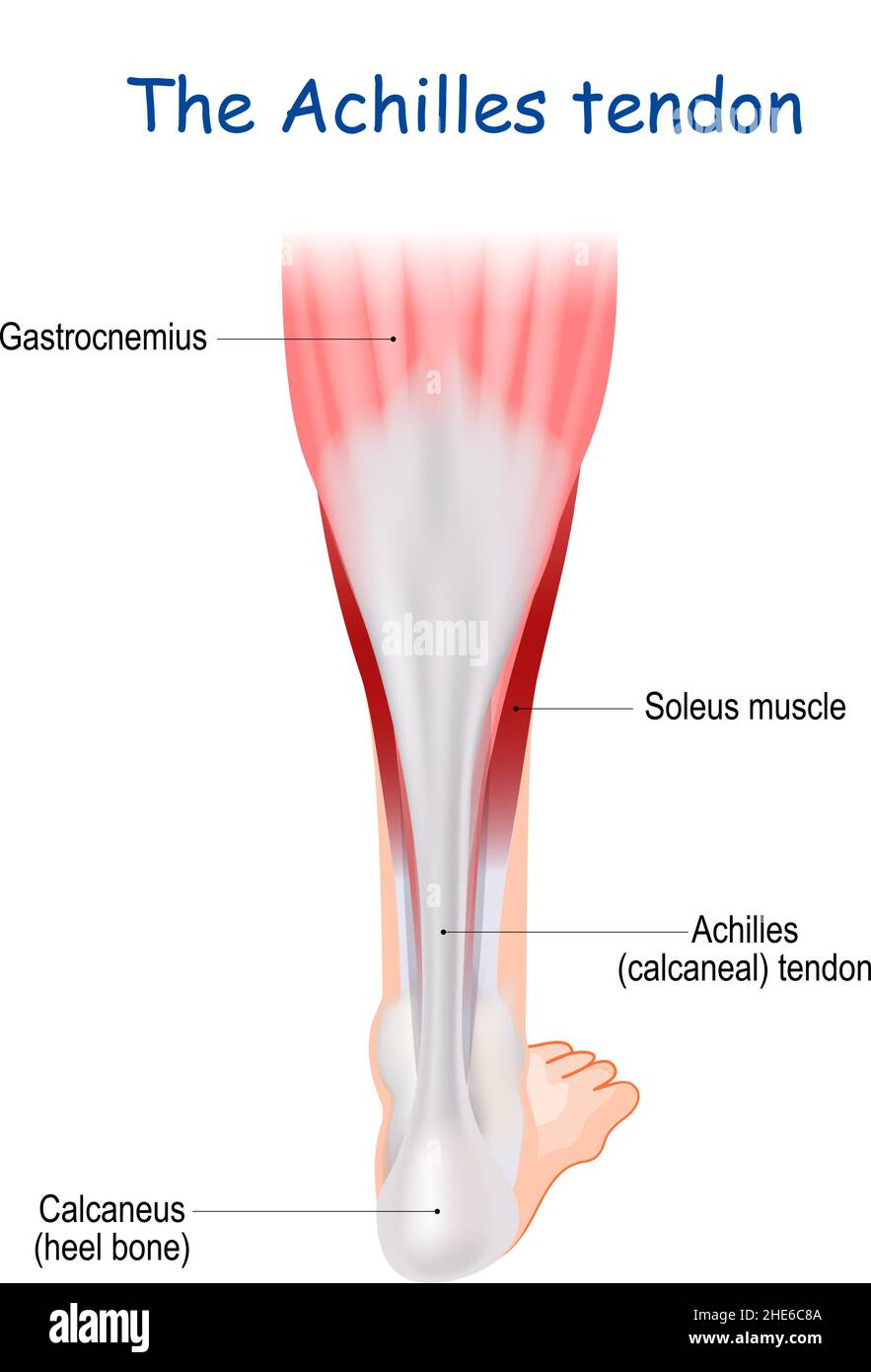 Le tendon d'Achille sert à attacher les muscles plantaris, gastrocnémius (mollet) soléaires à l'os calcanéus (talon). Cordon de talon ou tendon calcanéal Illustration de Vecteur