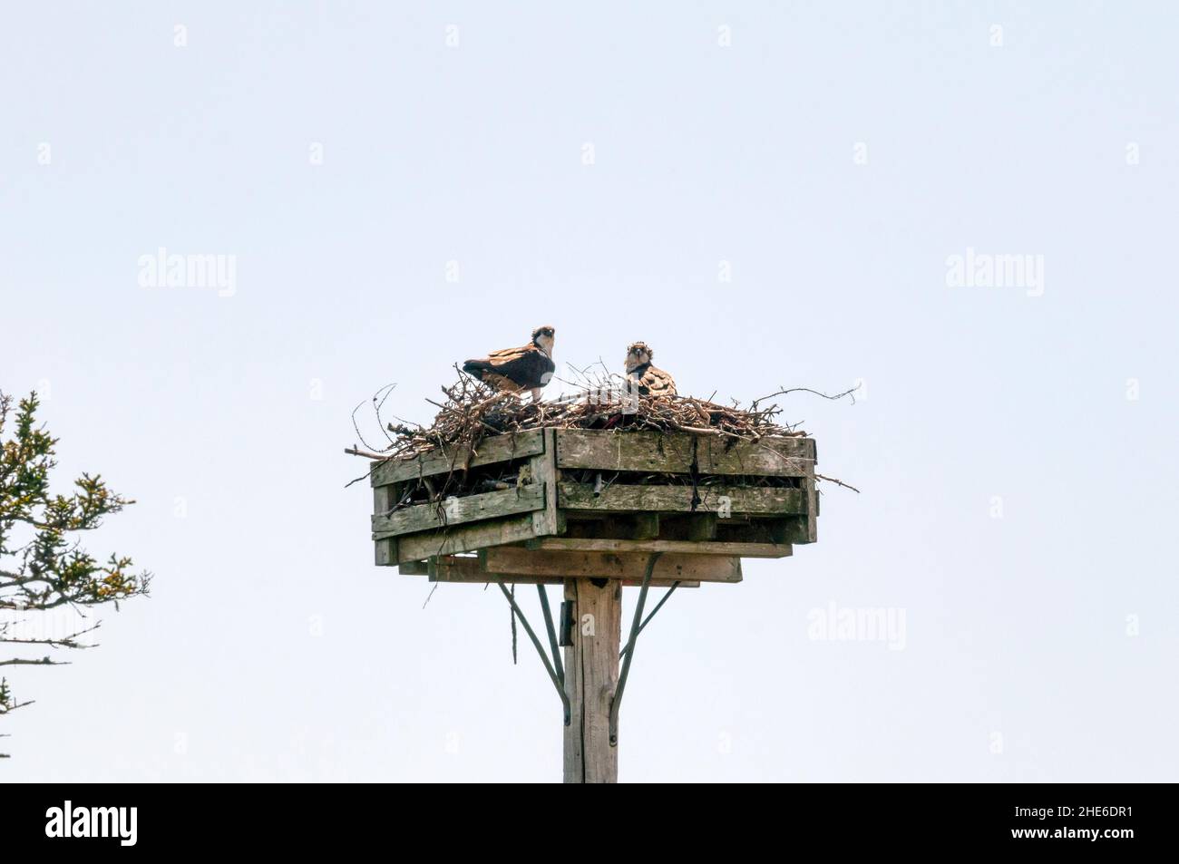 La balbuzard sauvage, Pandion haliaetus, avec des jeunes sur une plate-forme de nidification artificielle dans l'ouest de Terre-Neuve. Banque D'Images