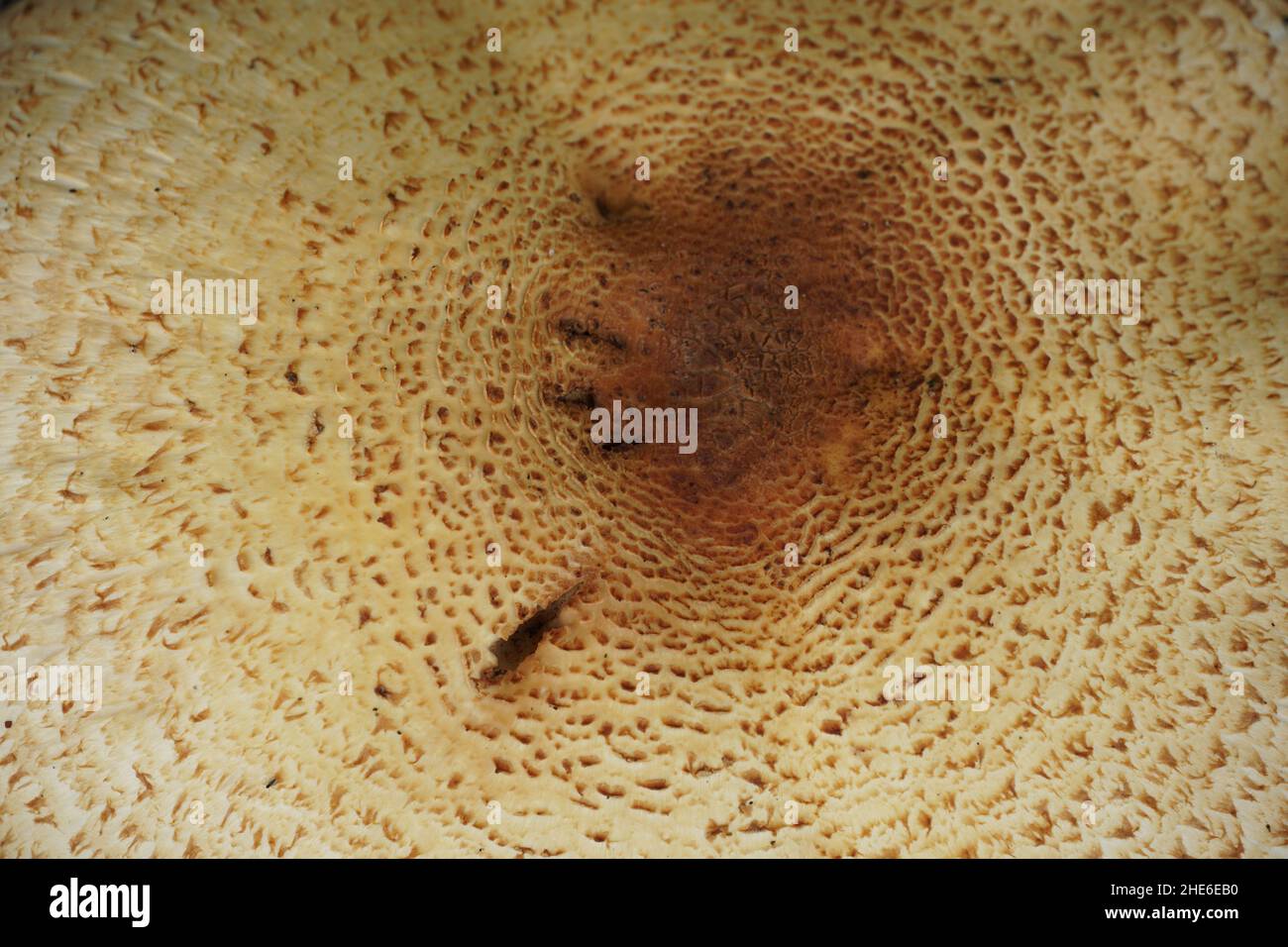 Chapeau de champignon d'en haut.Vue rapprochée adaptée à l'arrière-plan.Thème nature avec espace de copie. Banque D'Images